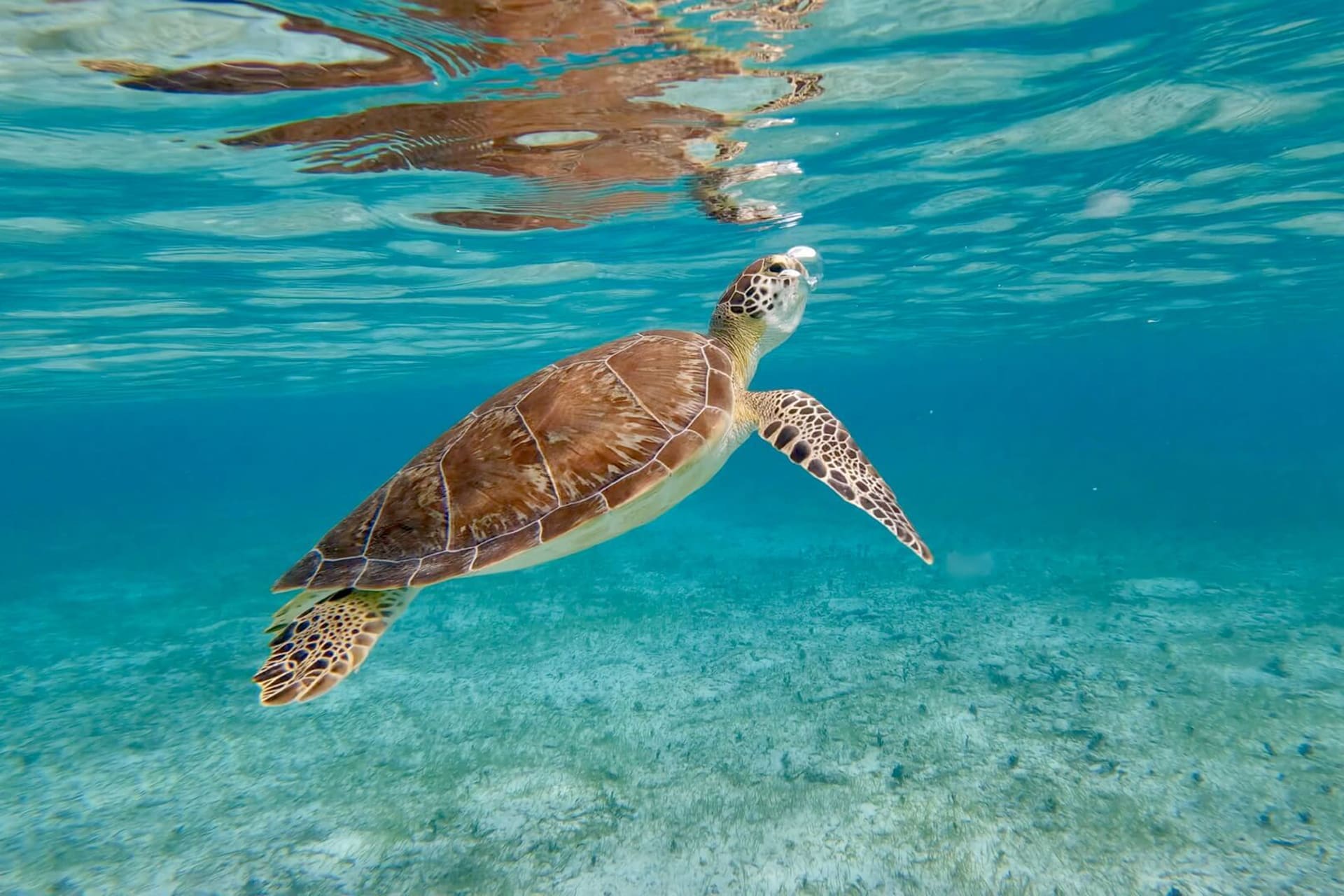 Banner_Snokerling_02